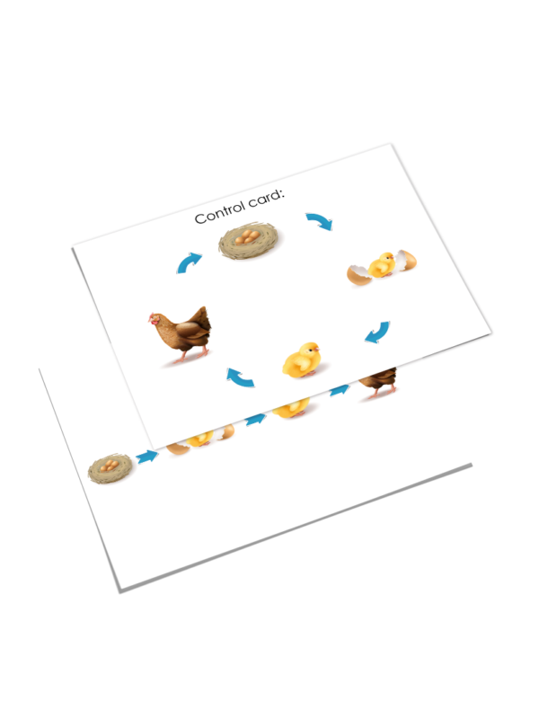 Cykl życia kury w jezyku angielskim. Pomoc montessori