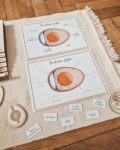 Przekrój jajka pomoc Montessori w języku angielskim