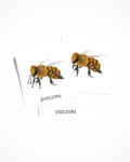 Cykl życia pszczoły zestaw Montessori