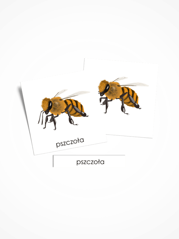 Cykl życia pszczoły zestaw Montessori