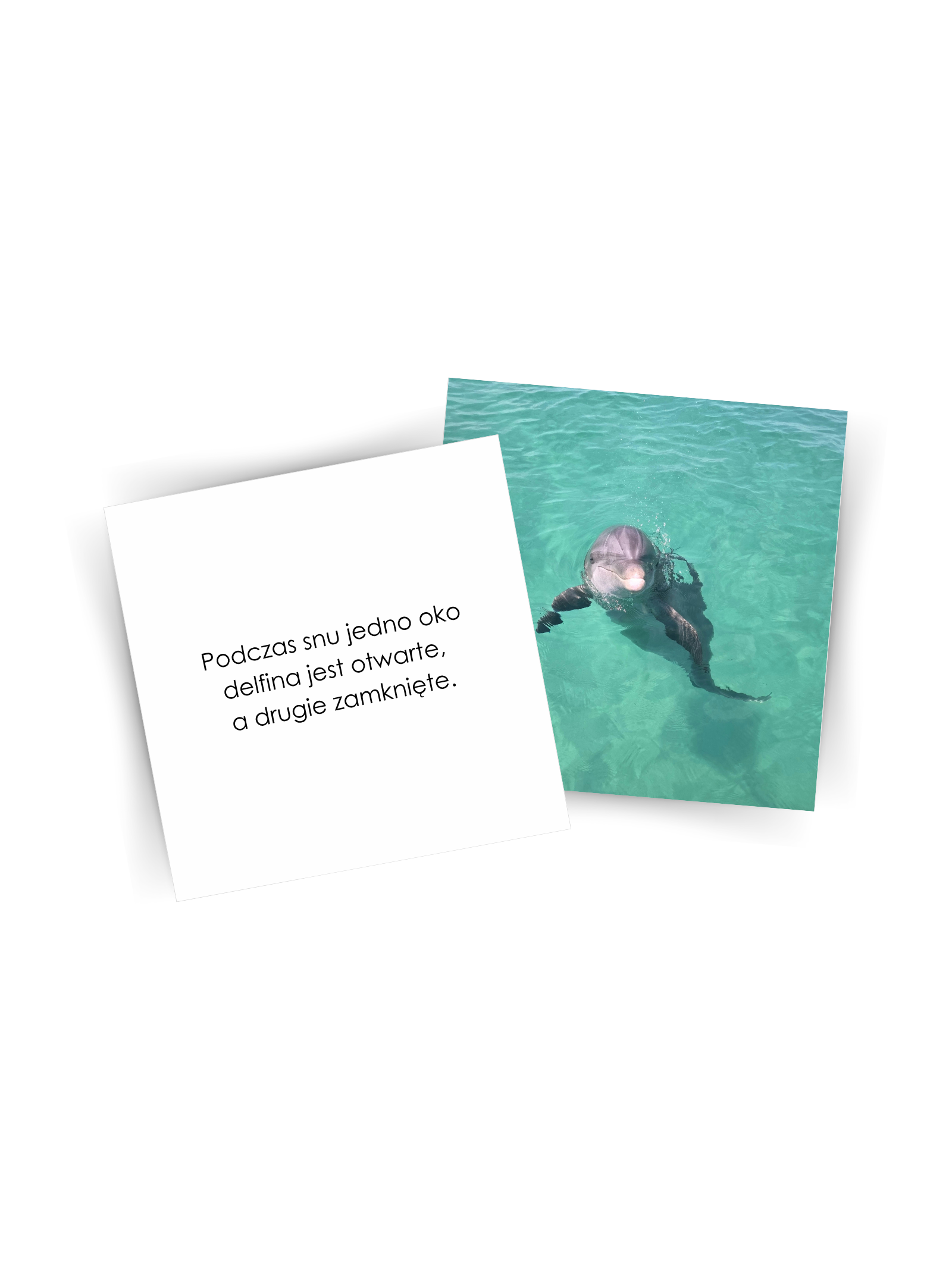 Karty - ciekawostki o delfinach