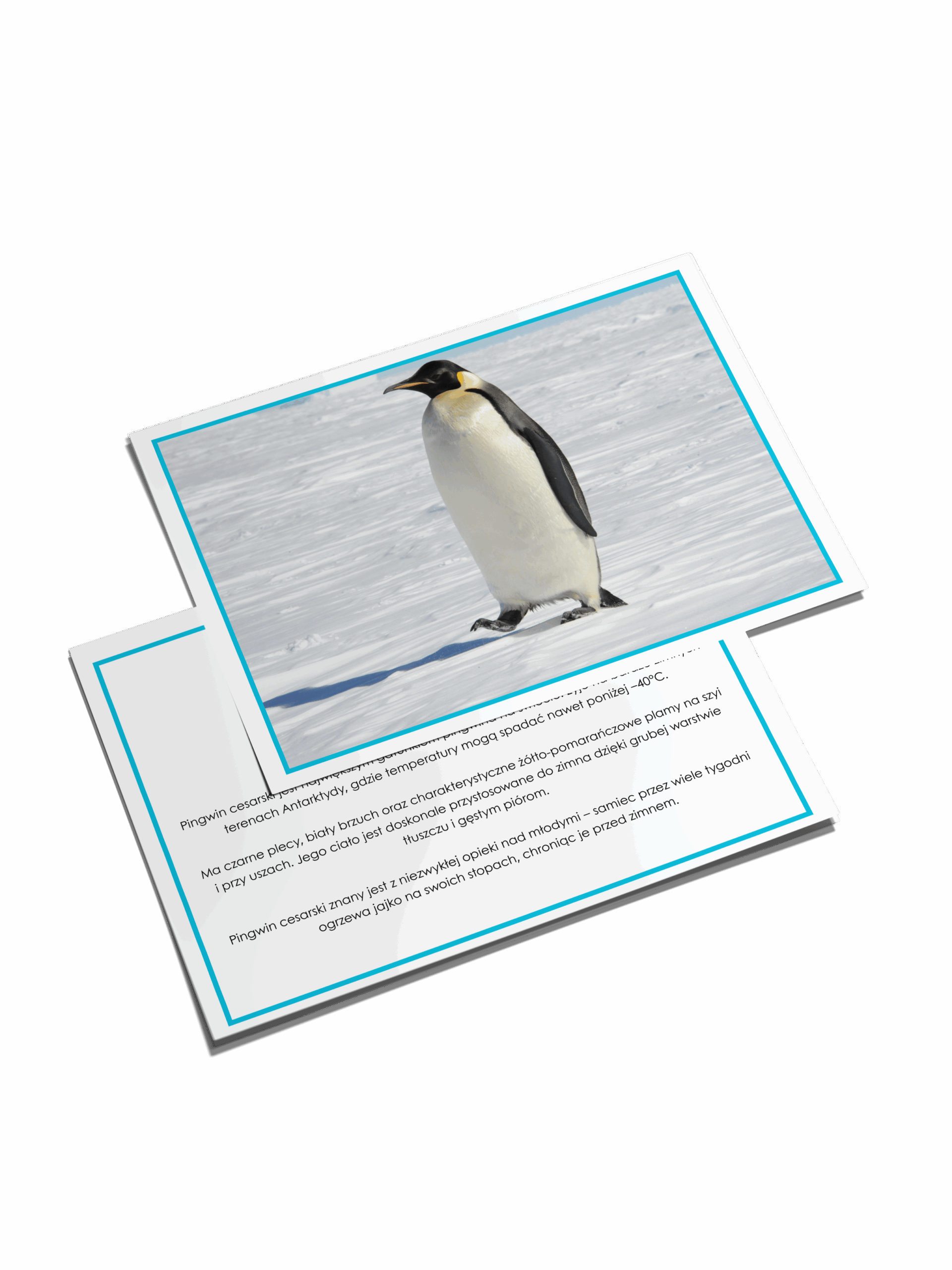 Karty - pingwiny