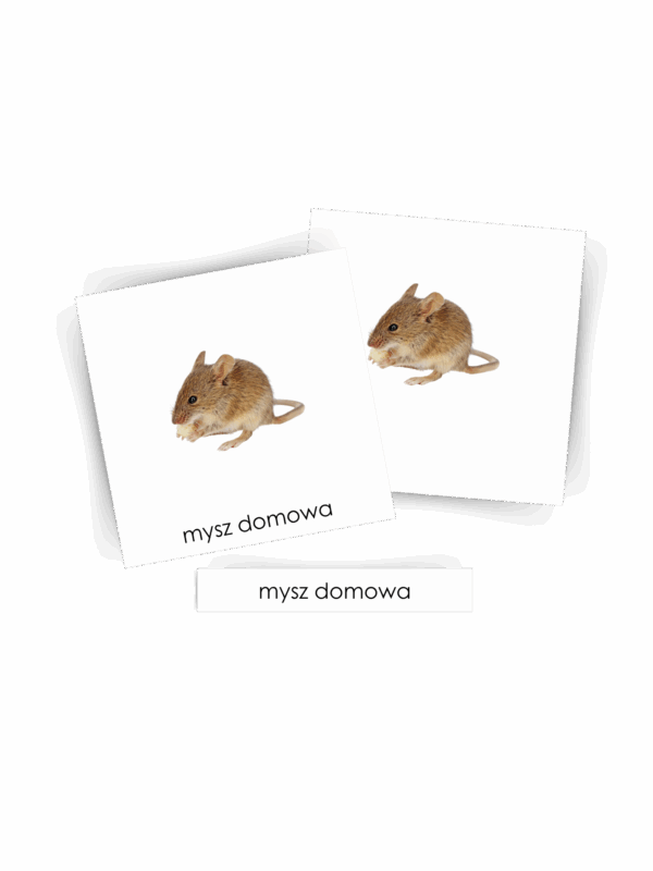 KARTY TRÓJDZIELNE MONTESSORI GRYZONIE