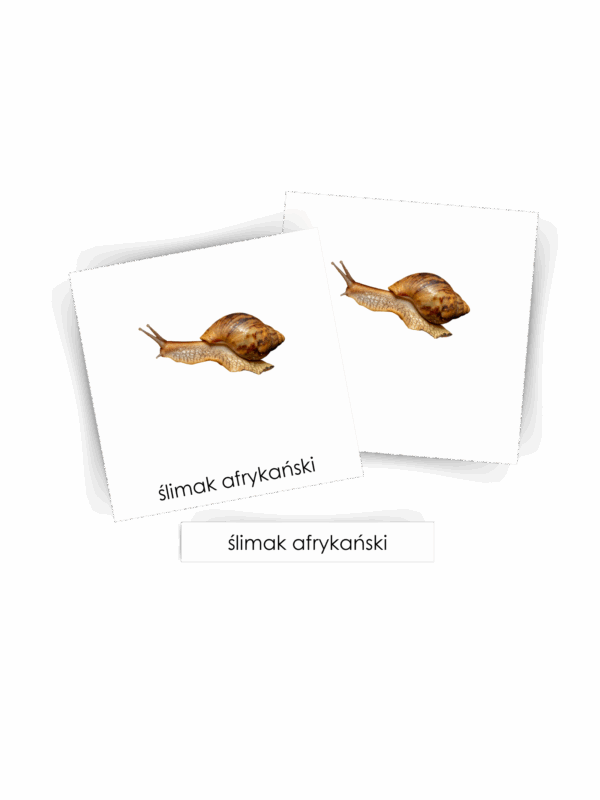 KARTY TRÓJDZIELNE MONTESSORI ŚLIMAKI