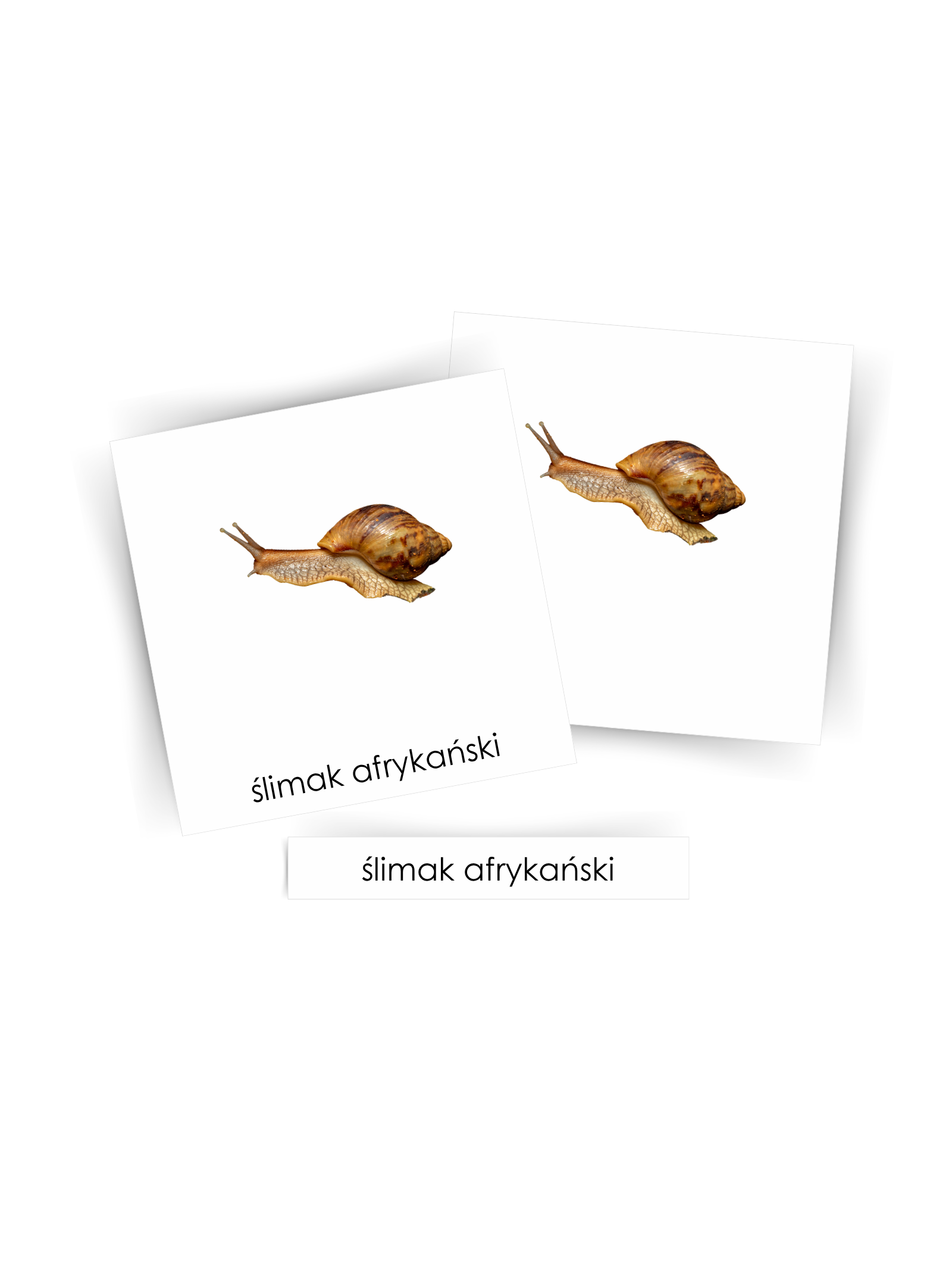 Karty trójdzielne - ślimaki