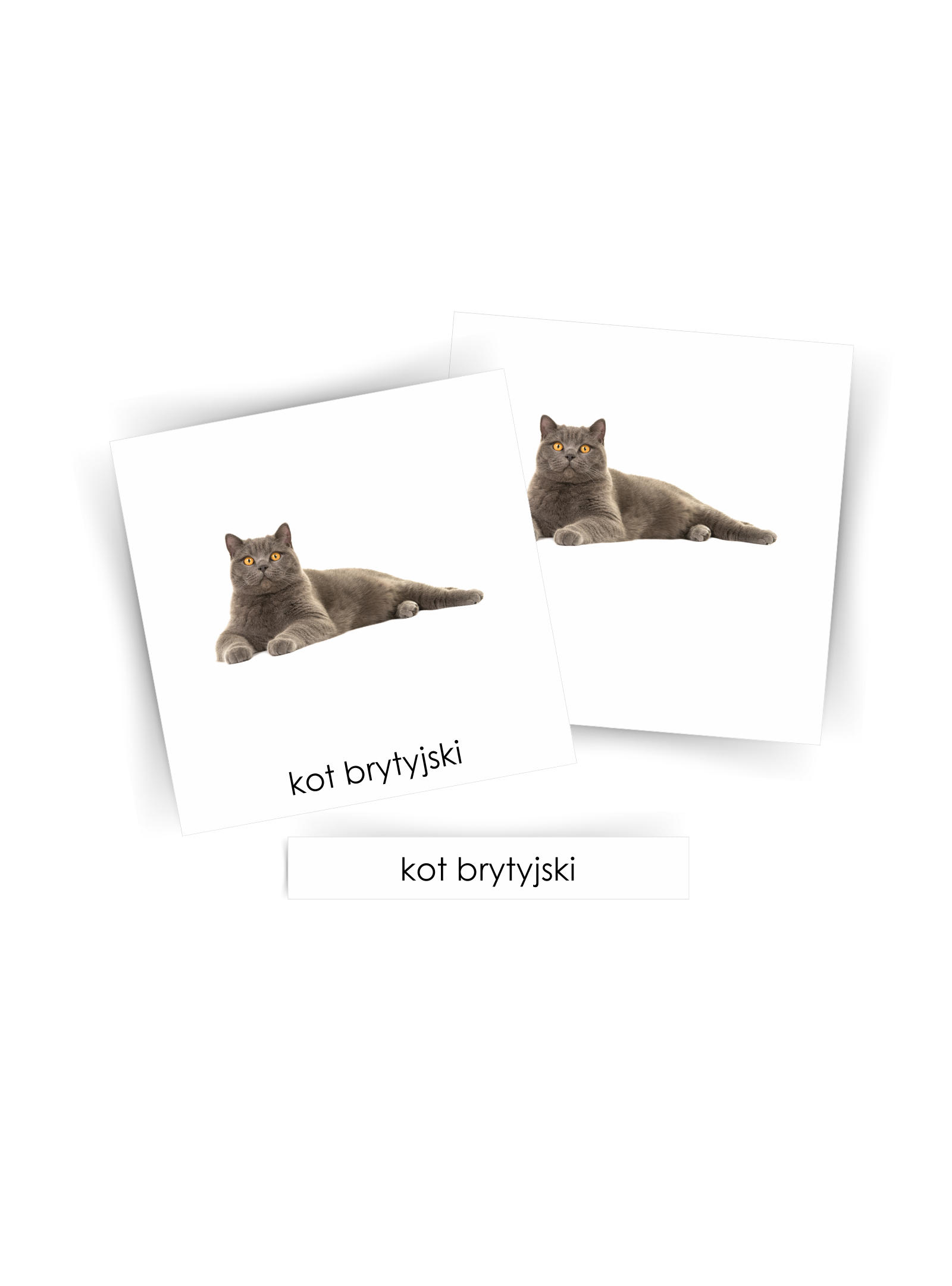 MOCKUP rasy kotów 1