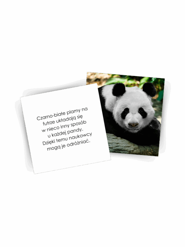 KARTY MONTESSORI CIEKAWOSTKI "PANDY"