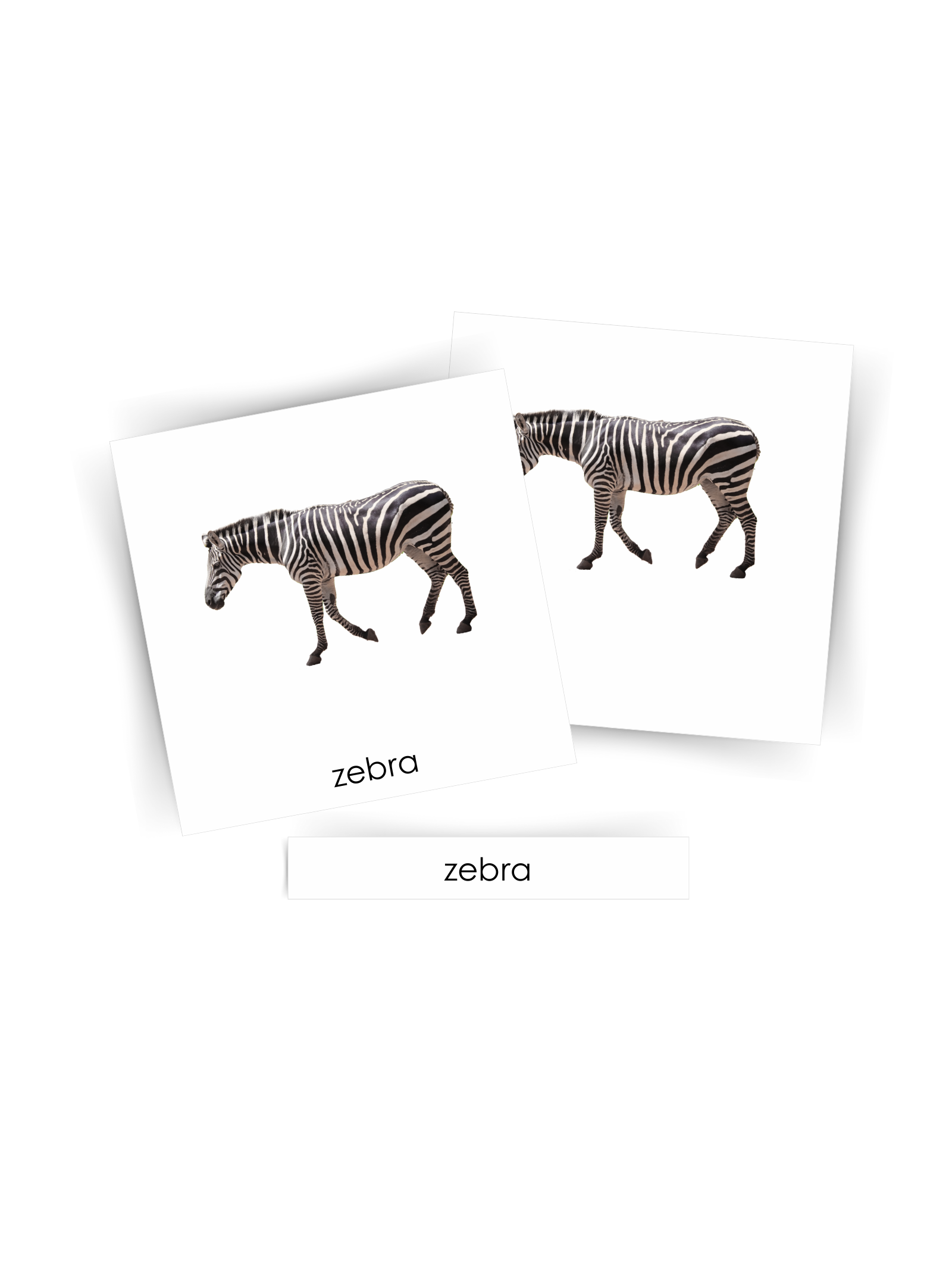 Mockup - dzikie zwierzęta sawanny 1