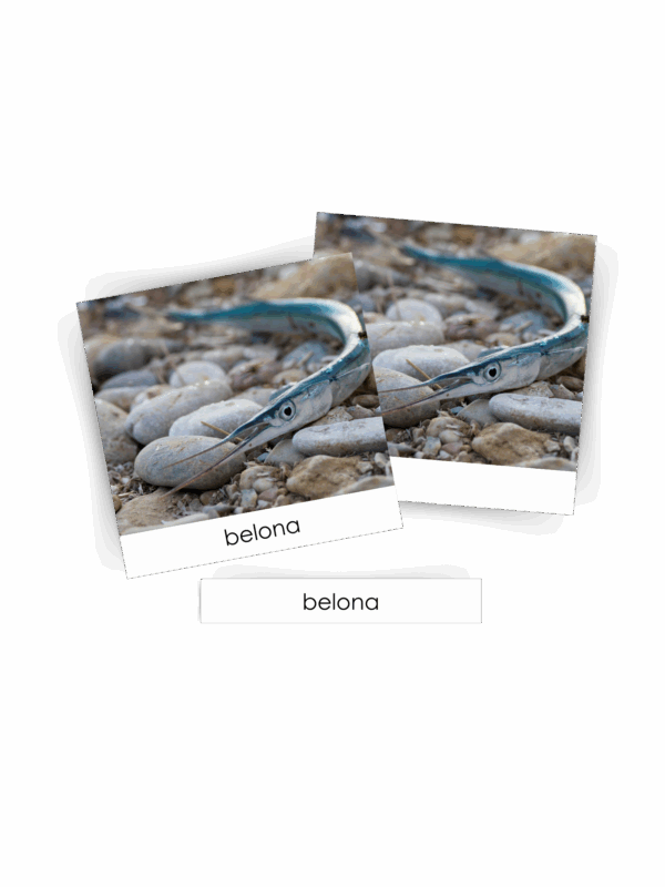 KARTY TRÓJDZIELNE MONTESSORI ZWIERZĘTA BAŁTYKU