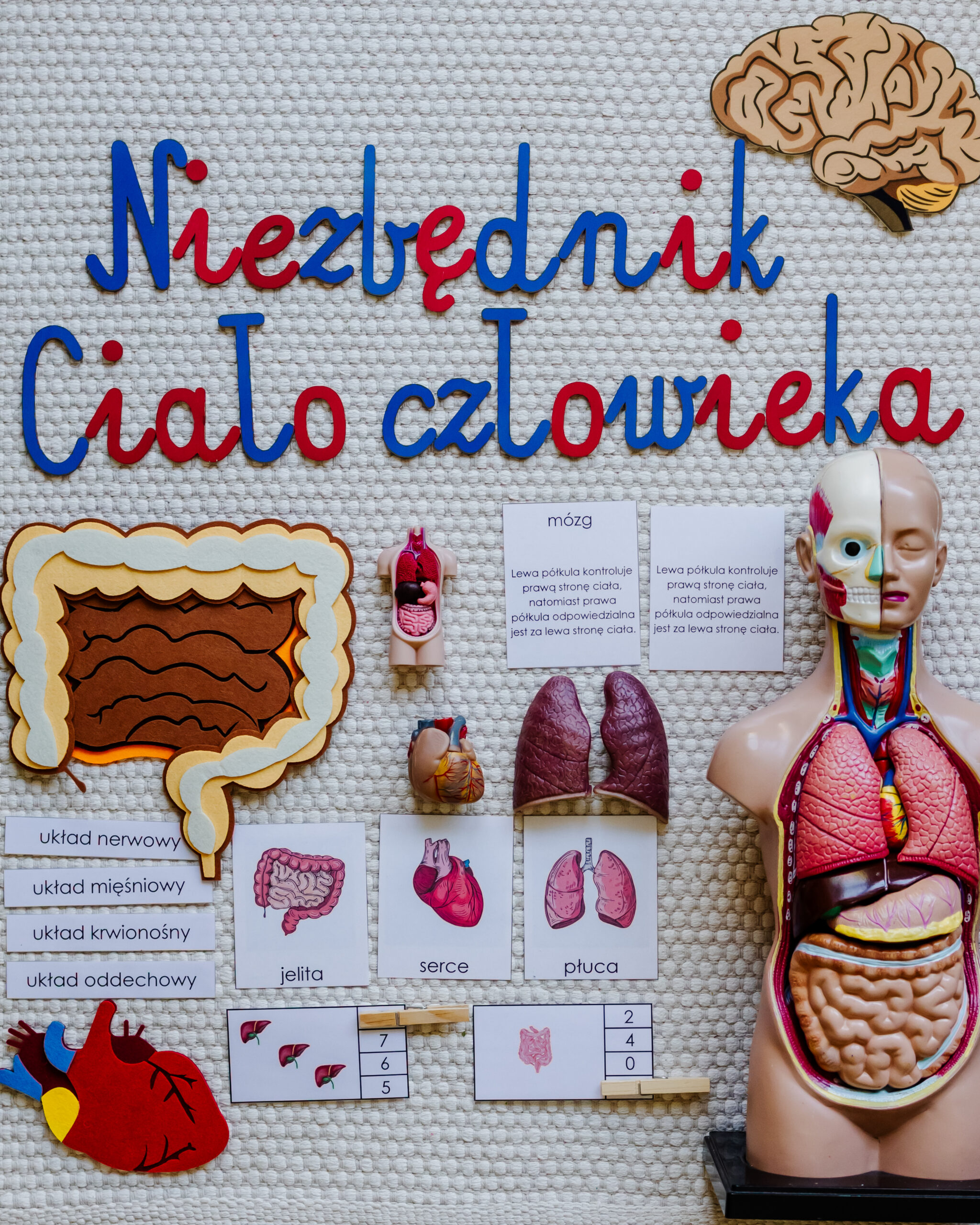 Niezbędnik ciało człowieka