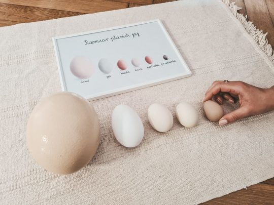 Plansza Montessori z różnymi jajkami.