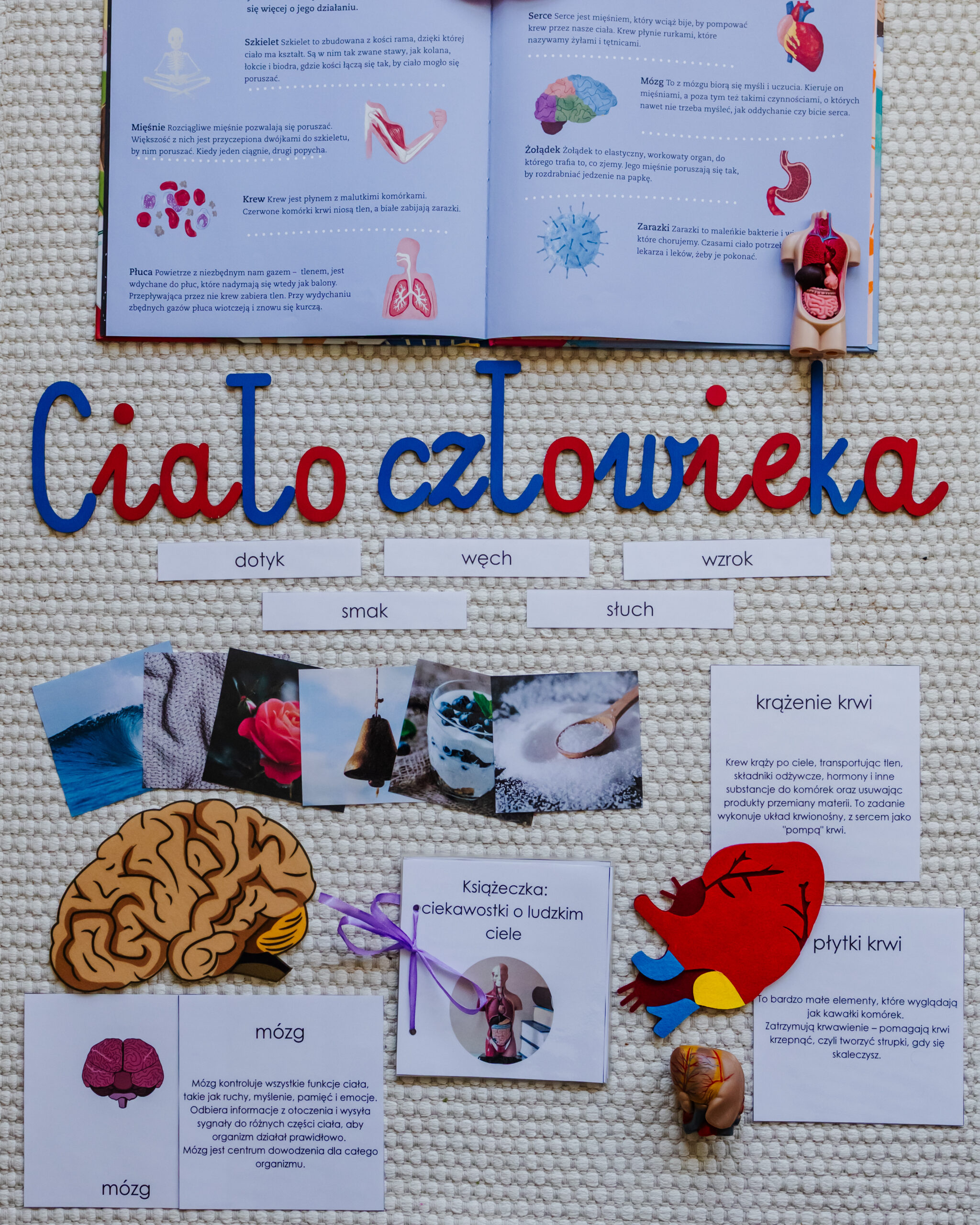 ciało człowieka flat