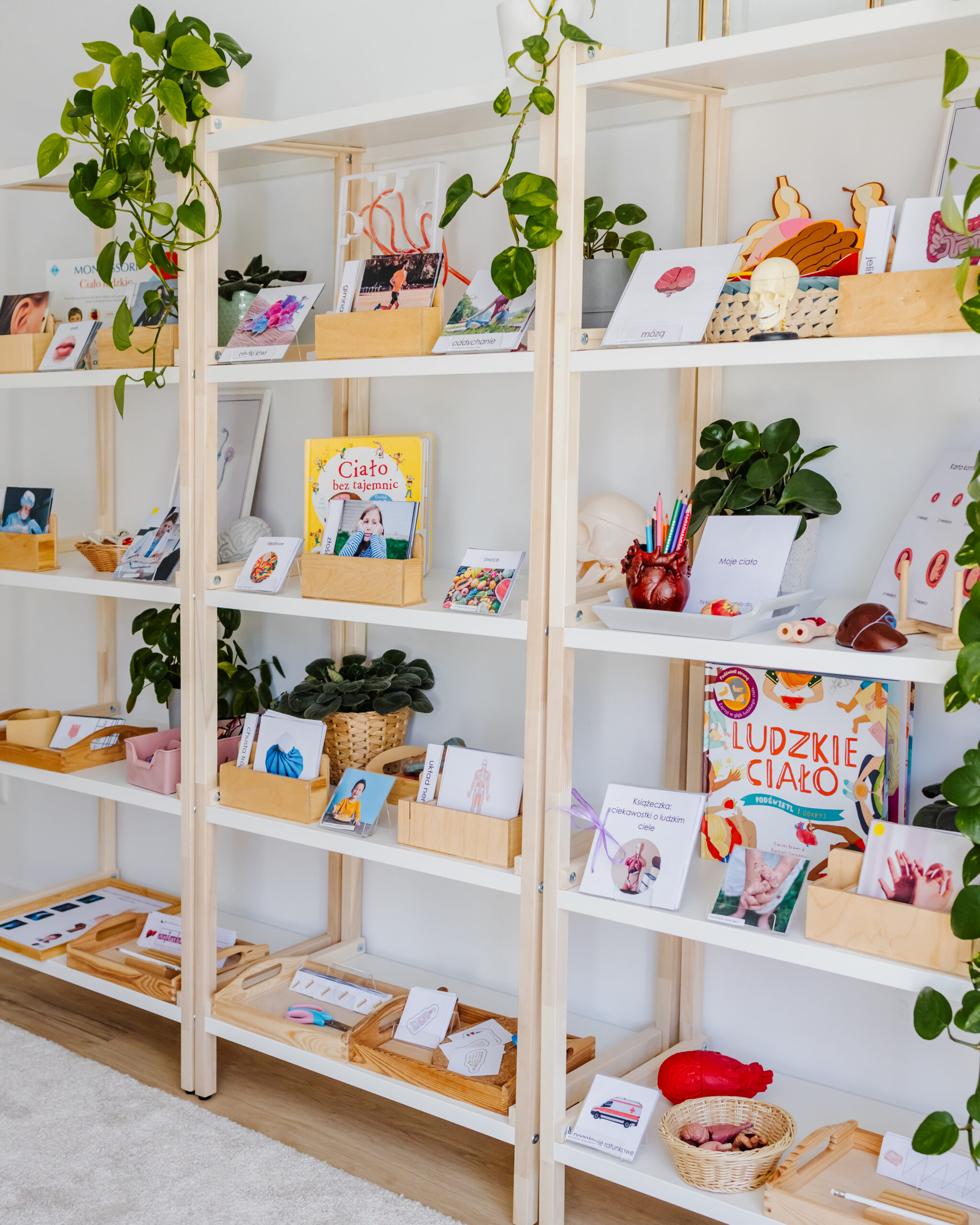 ciało człowieka regał 2