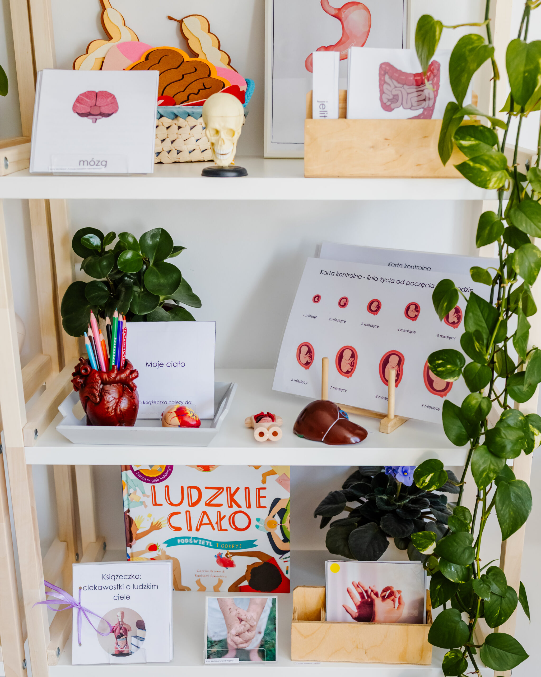 ciało człowieka regał 3