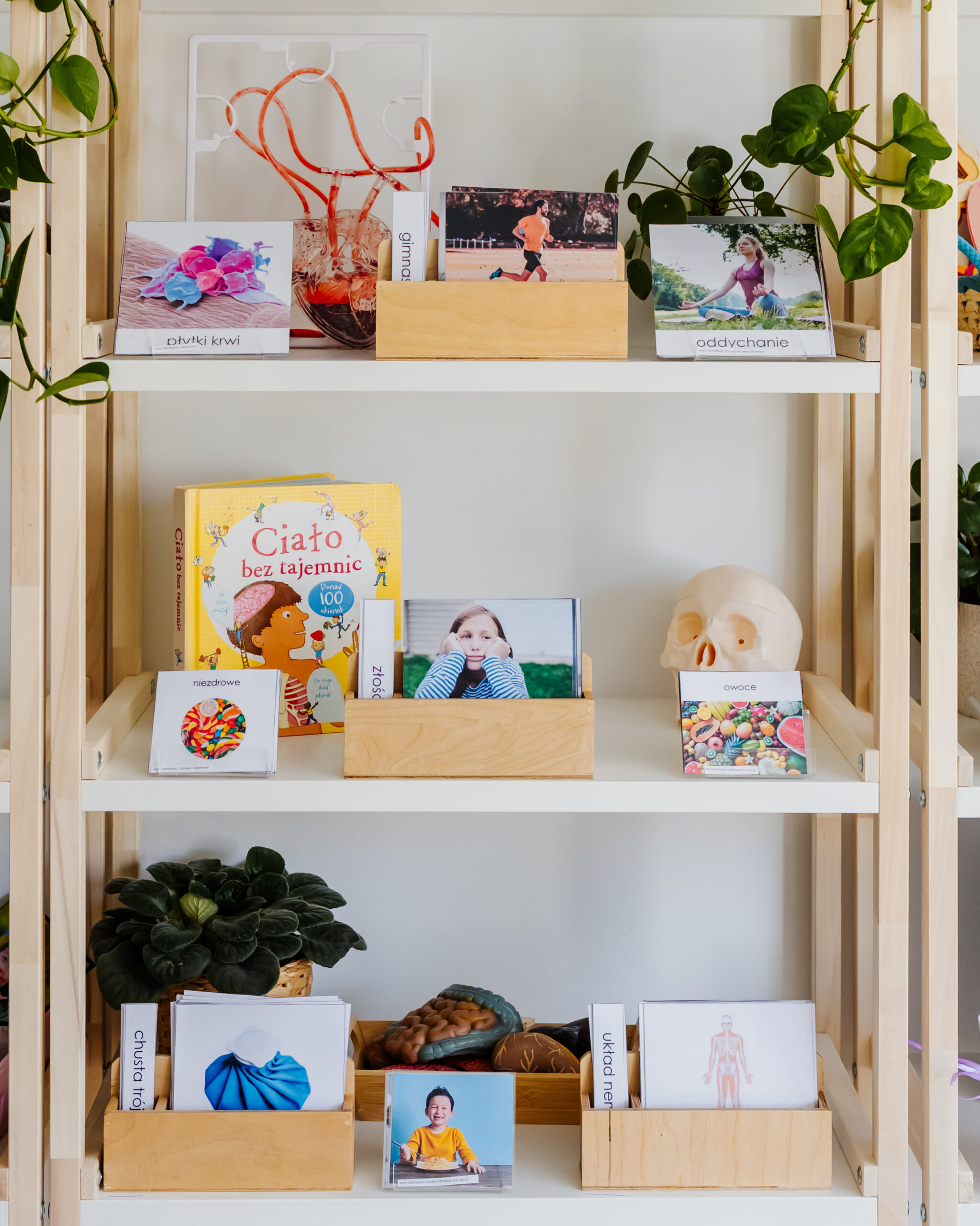 ciało człowieka regał polka 2