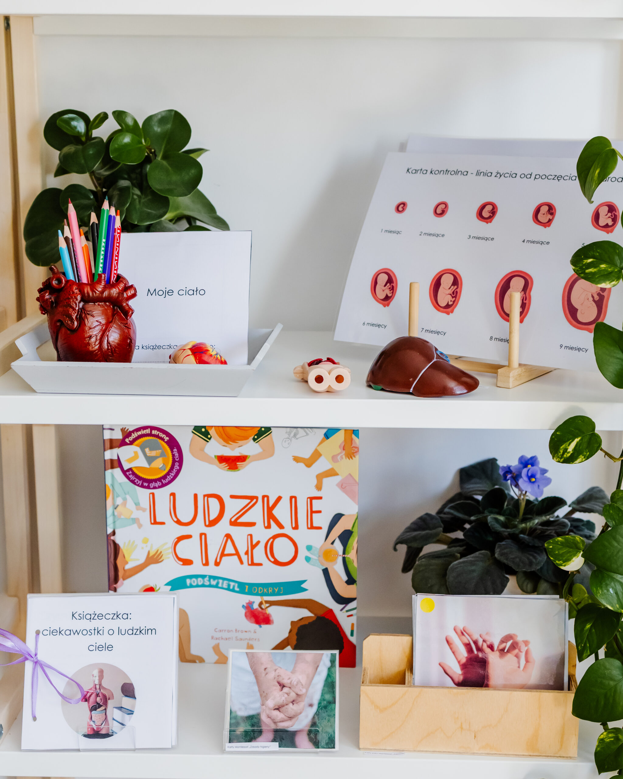 ciało człowieka regał zblizenie 1