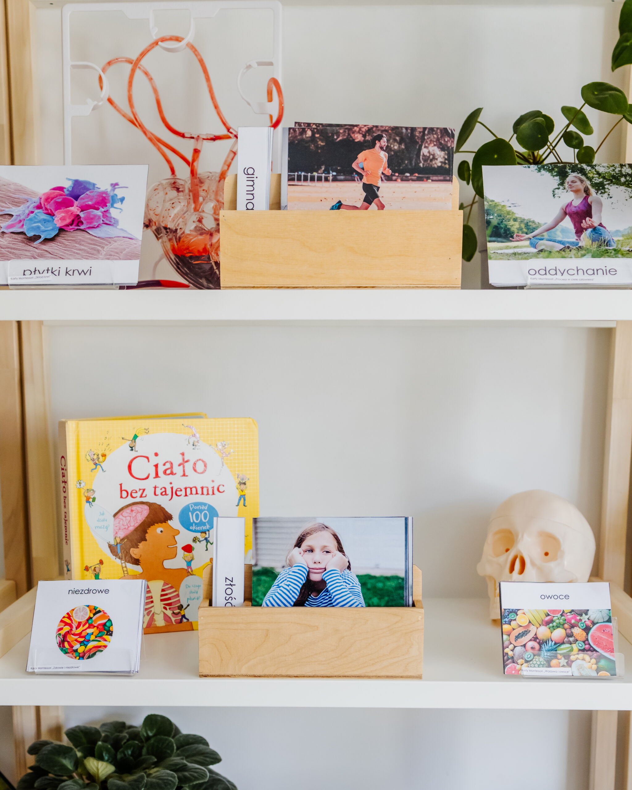 ciało człowieka regał zblizenie 2