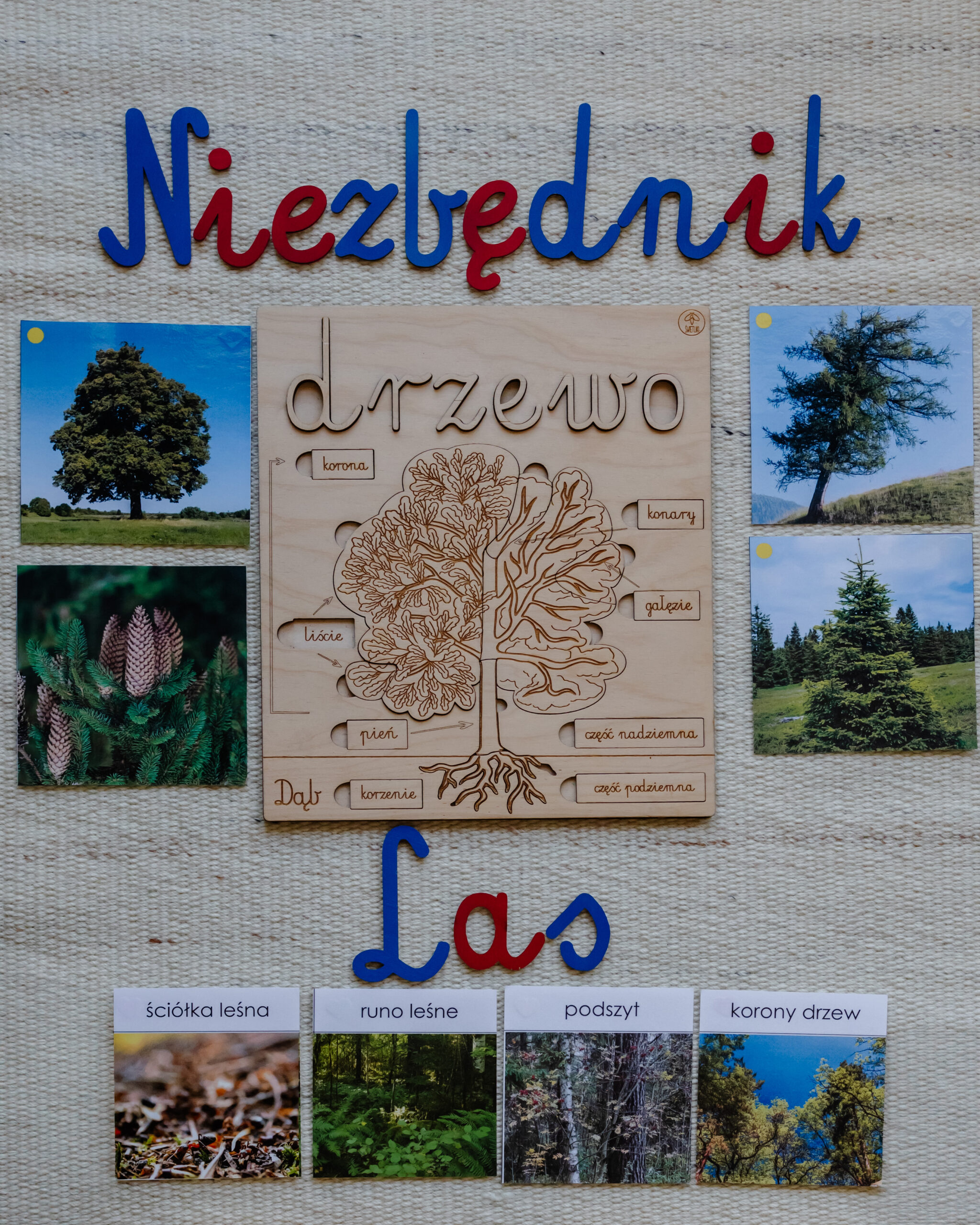 las niezbednik drzewa