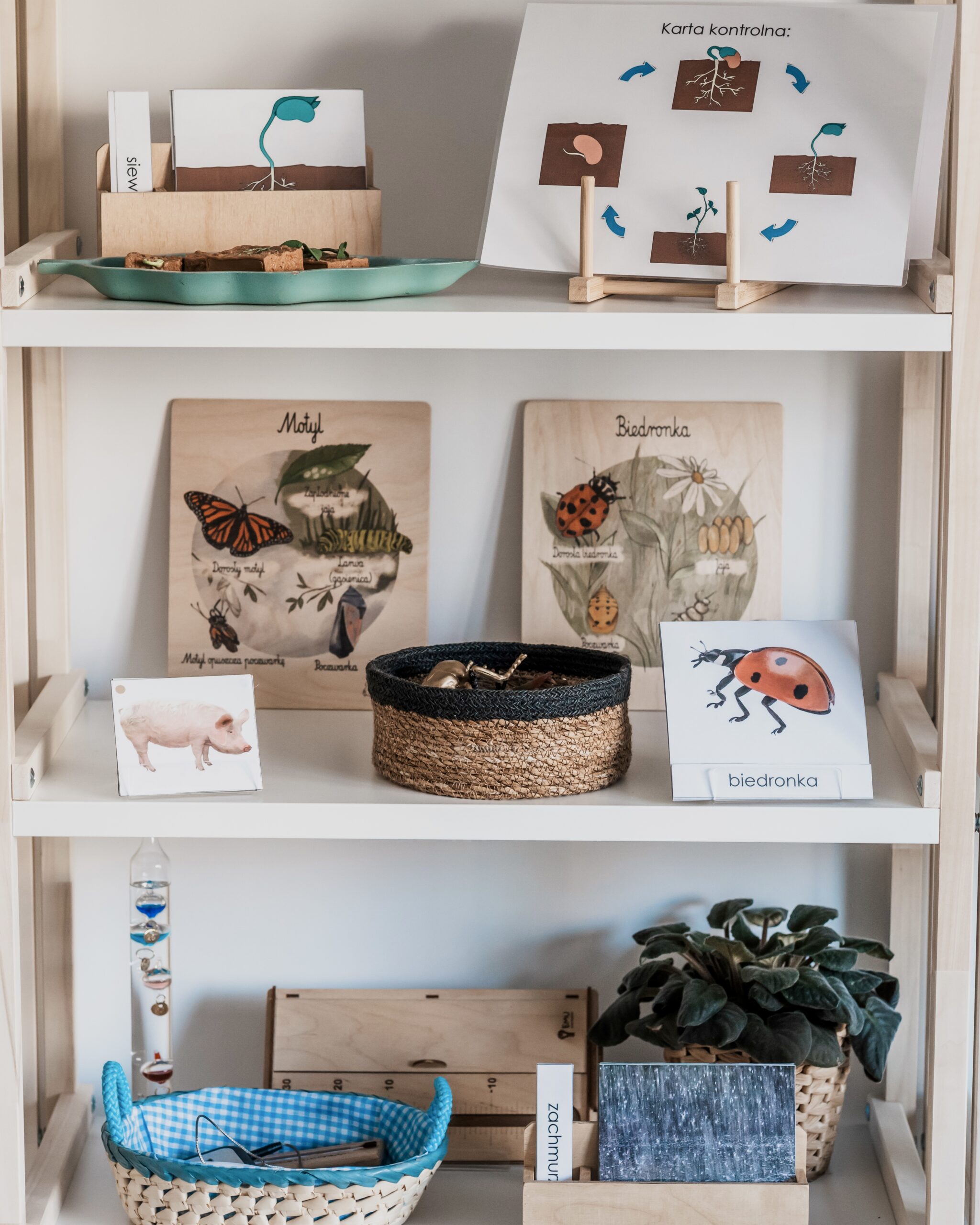 niezbednik wiosna owady regal