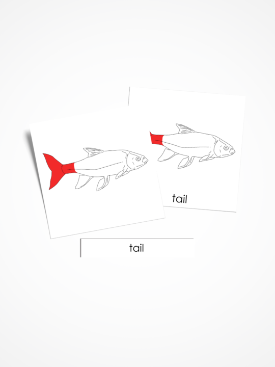 Karty Montessori części ciała ryby. Materiał w języku angielskim.