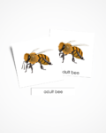 Karty Montessori cykl życia pszczoły. Materiał w języku angielskim.
